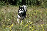 ALASKAN MALAMUTE 361